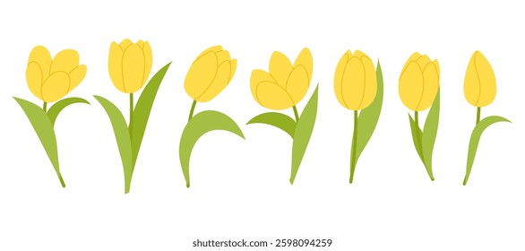 Set yellow tulips. Spring flowers for the design of cards, greetings, banners. Spring holidays. Flat illustration isolated on white background. 