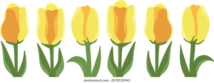 A set of yellow vector tulips . Tulips for March 8, Women's Day, banners, backgrounds, use in design. Bouquet of flowers. Flowers of different shapes. Spring flowers