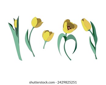 
Conjunto de tulipanes vectoriales amarillos sobre un fondo blanco