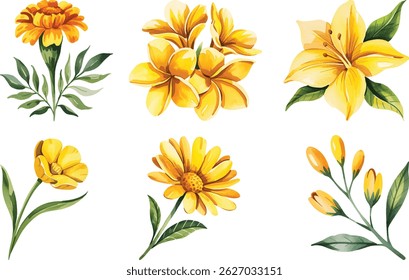Set of yellow watercolor illustration, yellow wild flowers branches isolated on a white background