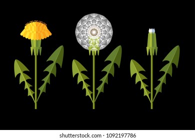 Set of yellow and white dandelion flowers with leaves in different stages of flowering isolated vector illustration on black background. Taraxacum Officinale flower in flat style.