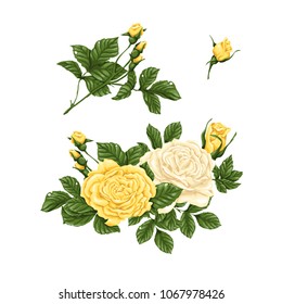 Set of yellow and white roses, bouquets, flowers and buds.