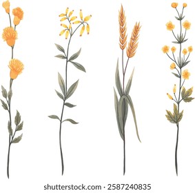 set of yellow wild flowers vector illustration series 1