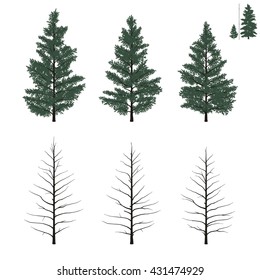 Set of yong firs trees