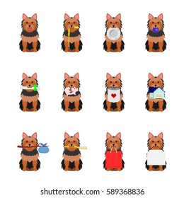 set of Yorkshire Terrier holding object in its mouth