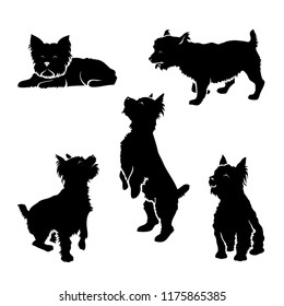 Set of Yorkshire terrier silhouettes - isolated vector illustration