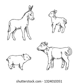 Set of young farm animals. Lamb, pig, calf and donkey. Sketch. Engraving style. Vector illustration.