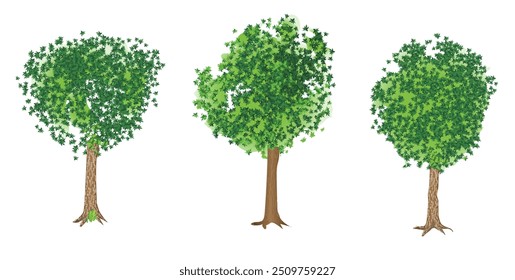 Set von jungen Ahornbäumen einzeln auf weißem Hintergrund. Vektorgrafik.
