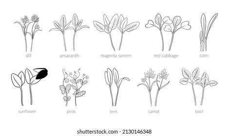 Set Young microgreen dill, amaranth, magenta spreen, red cabbage, corn, sunflower, peas, beet, carrot, basill, Vector line graphics on a white background, line art, one line.