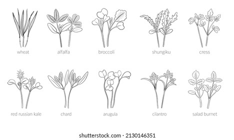 Set Young microgreen wheat, alfalfa, broccoli, shungiku, cress, red russian kale, chard, arugula, cilantro, salad burnet, Vector line graphics on a white background, line art, one line.