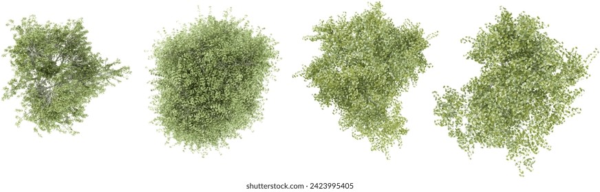 set of Young's weeping birch,Olive trees rendered from the top view, 3D illustration, for digital composition, illustration, 2D plans, architecture visualization