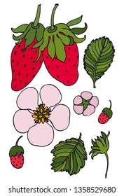 Set for your design. Strawberry on a branch, strawberry flower, strawberry leaves on a white background. Isolated objects. Harvest berries. Forest and garden berries.