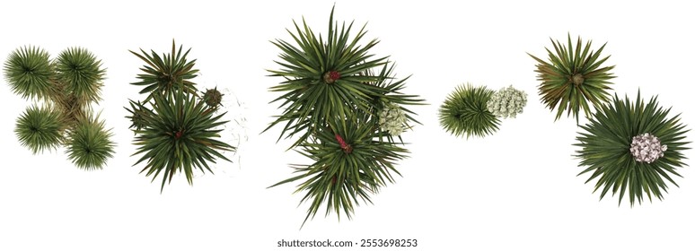 Set of Yucca plants isolated on transparent background from the top view