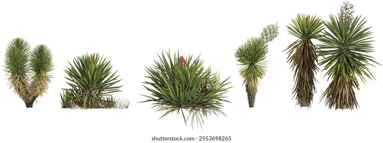 Set of Yucca plants isolated on transparent background