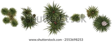 Set of Yucca plants isolated on transparent background from the top view