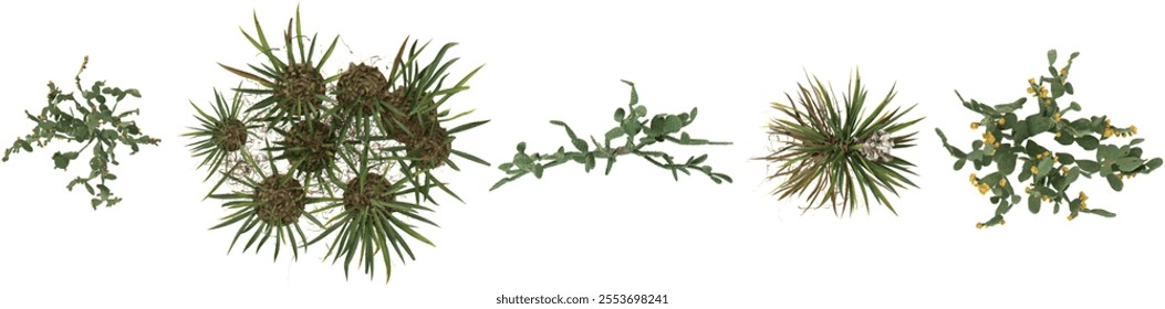 Set of Yucca,Opuntia plants isolated on transparent background from the top view