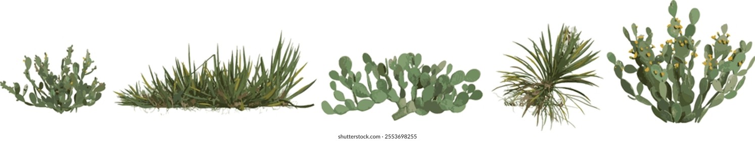 Set of Yucca,Opuntia plants isolated on transparent background