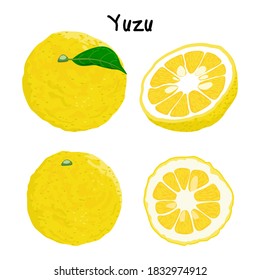Set of Yuzu fruit on white background. Vector illustration