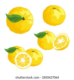 Set of Yuzu fruit on white background. Vector illustration