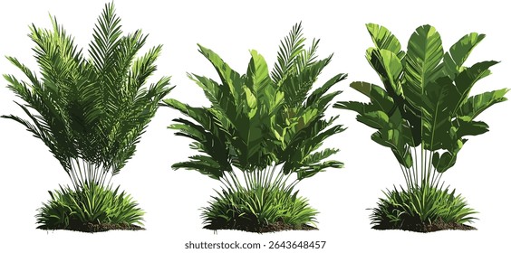 Set of Zamia furfuracea cardboard palm, Mexican cycad, Jamaican sago, frontal isolated cutout tree, vector illustration, tropical plant, ornamental foliage, exotic greenery.