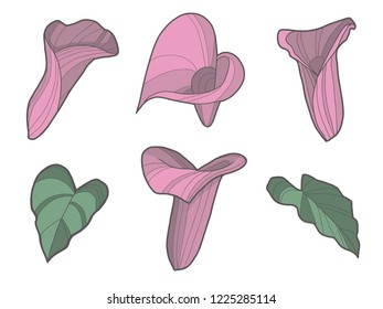 Set of Zantedeschia Arum Lily flower and leaf vector illustrations