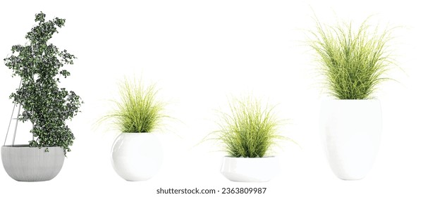 Set of Zebra Grass,Star Jasmine isolated transparent background collection