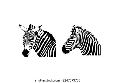 Set of zebra head graphics isolated on white background, vector illustration. zebra icon