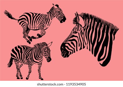 Set of zebra isolated on pink background,modern typography design