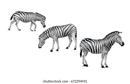 Set of zebra, standing, walking and bend down.  Wild animal texture. Striped black and white. Illustration isolated on white background.