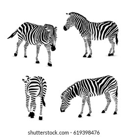 Set of zebra, vector illustration. Wild animal texture. Striped black and gray., isolated on white background.