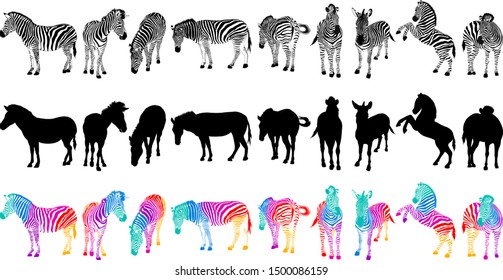 Set of zebra. Wild animal texture. Striped black and white. Colorful zebra. Illustration isolated on white background.