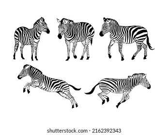 Satz Zebras Silhouette einzeln auf weißem Hintergrund - Vektorgrafik