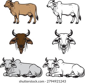 Set of zebu cattle illustrations, including full body standing, head portraits, and lying down poses in both colored and black and white line art styles