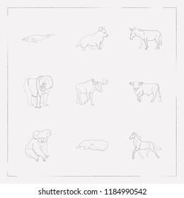Set of zoo icons line style symbols with dankey, whale, moose and other icons for your web mobile app logo design.