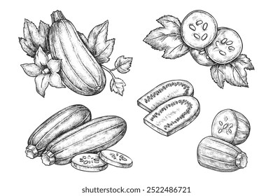 Set of zucchini vegetables. Vector sketch of sliced courgette. Hand drawn baby marrow veggie. Agriculture and agronomy drawing. Squash for vegetarian or vegan market. Organic nutrient. Farm plant