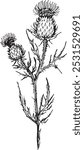 Setch is drawn by hand. Milk thistle in the style of line art illustration.