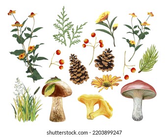 Seth autumn plants and mushrooms. Illustration for children, isolate on white background.