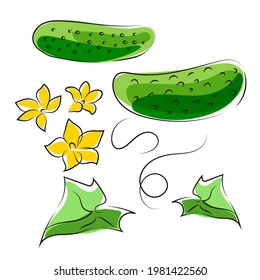 Seth Green Cucumber, Leaves And Flowers. Line Drawing Graphic Illustration. Isolated On White.