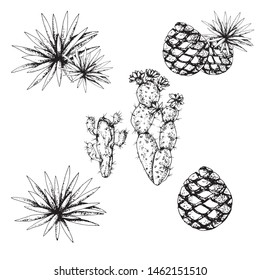 Seth Mexico, cacti and bush blue agave, hand-drawn on paper in the form of black and white contours. Elements for design, project, menu cards, labels.