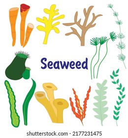 Seth seaweed. Underwater world, algae in the style of flat on a white background. Vector, isolated objects