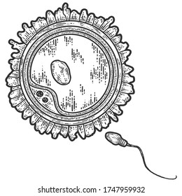 Esperma de séth y huevo. Esbozar la imitación de tablero de arañazos. Blanco y negro. Grabando ilustración vectorial.