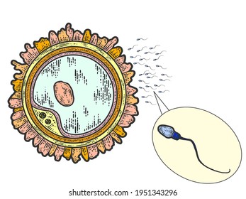 Esperma de séth y huevo. Dibujar color de imitación de tablero de arañazos, grabado