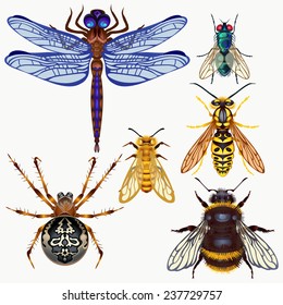 Seth vector insects: spider, dragonfly, fly, wasp, bee, bumble bee. Top view.