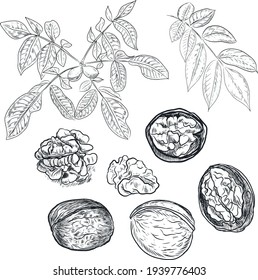 Ilustración de nueces de seth dibujada a mano. Sucursal con hojas de dibujo de imágenes realistas grabando gráficos. Shell vectorial de nueces