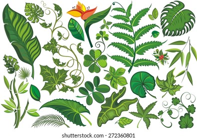 Setr of Tropical Leaves 