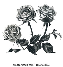 
Set.Roses are drawn in charcoal.Vector, hand drawing