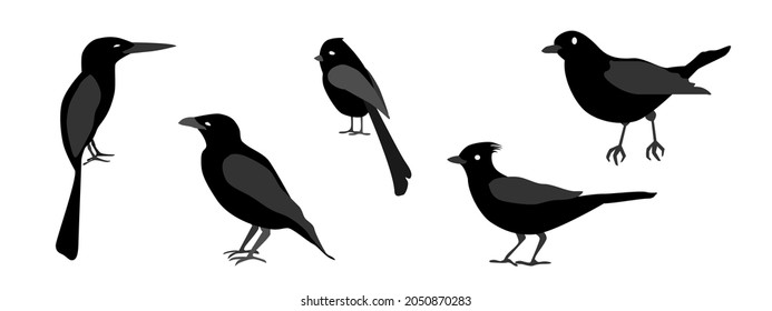 conjuntos de 5 cifras de aves en reposo 