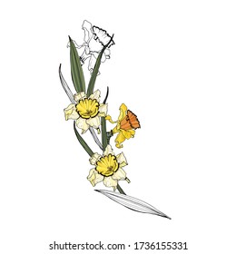 Filas de flores de daffodil. Aislado sobre fondo blanco. Gráficos vectoriales.