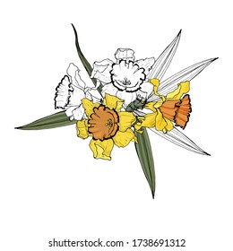 Filas de flores de daffodil. Aislado sobre fondo blanco. Gráficos vectoriales.