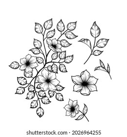 sets of flower drawing. flower drawing design. beautiful flower vector clipart